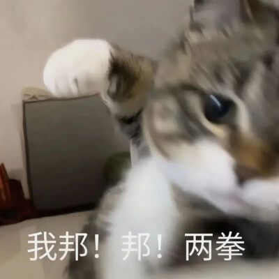 表情包