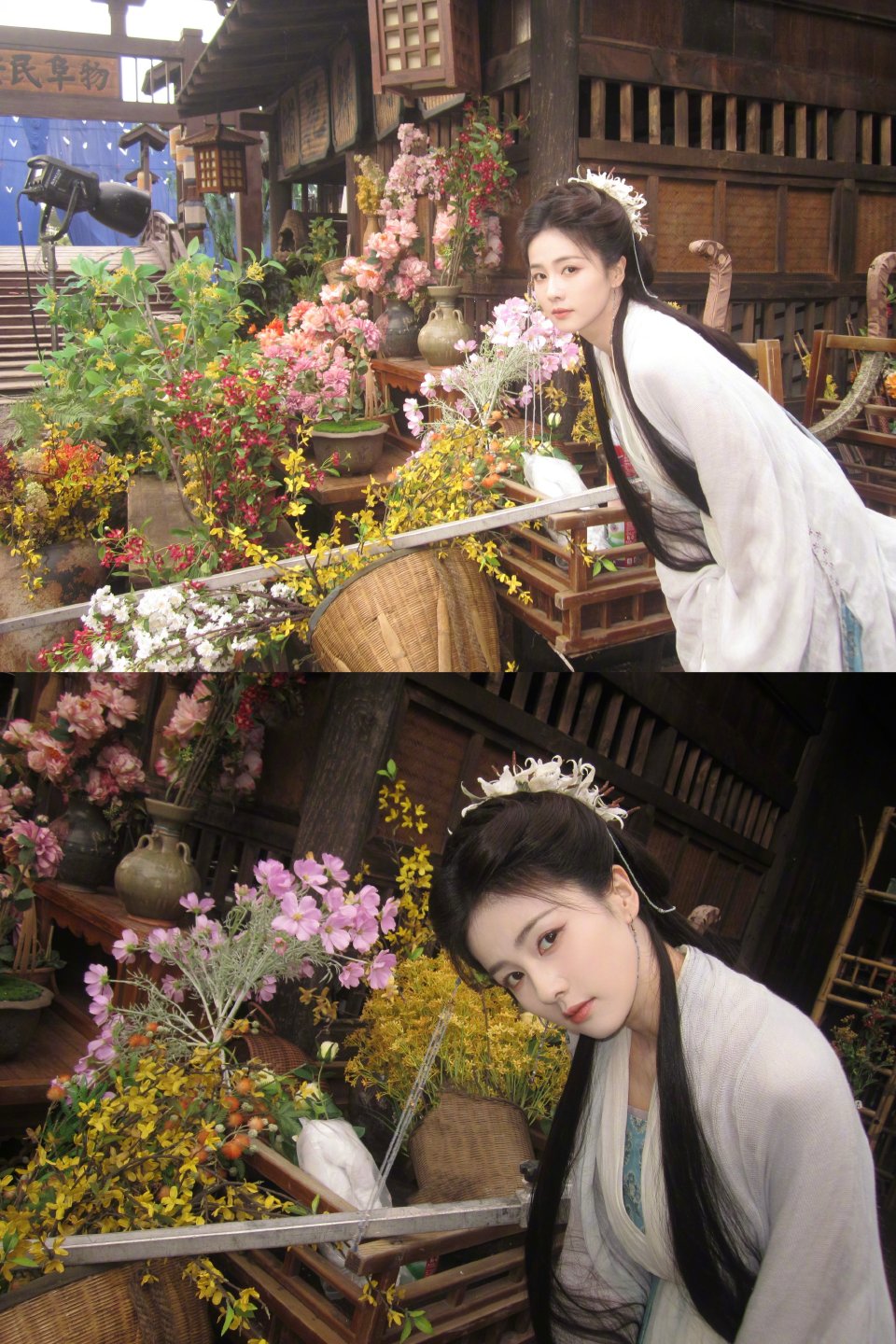 白鹿