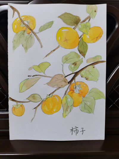 26 柿子（绘画 | 水彩 | 果花甘03）
2018.6
橙红的柿子，让人想到深秋时节，湛蓝的晴空，空气寒凉，光秃秃的树枝在土墙下投下阳光剪影，竹篾上的红柿子在晒太阳，把肃杀的秋日照得红彤彤。
而橙色和黄色的柿子，会…