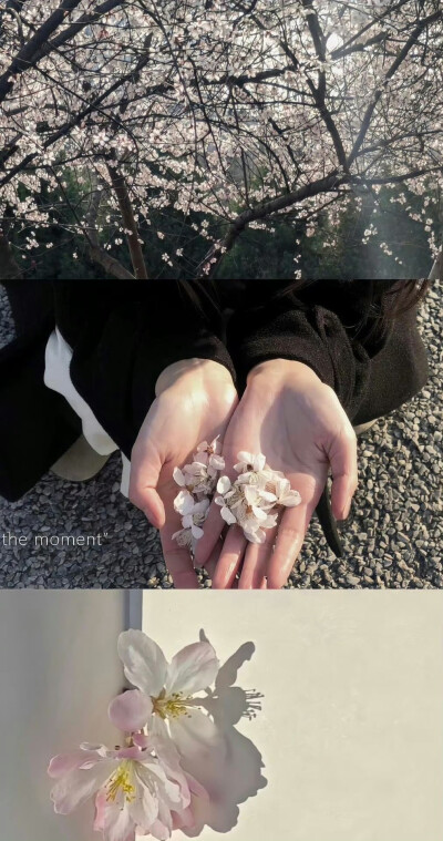 小清新壁纸