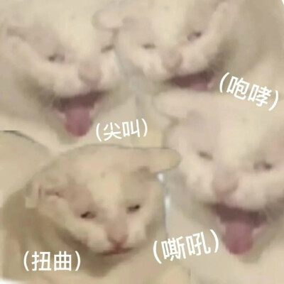 猫猫表情包