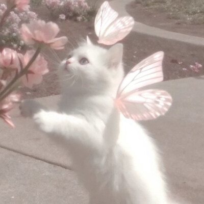 猫咪 头像