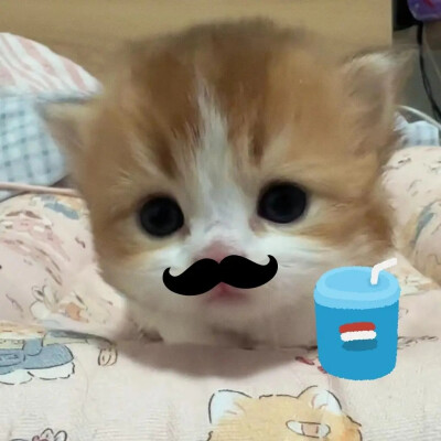 古早小猫头像