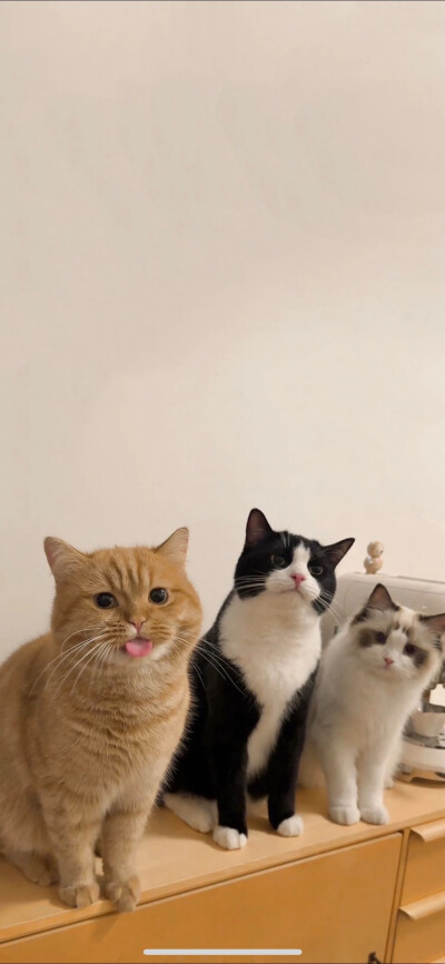 wallpaper
