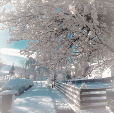  ：Bellis藏一枝铃花、垂涤下