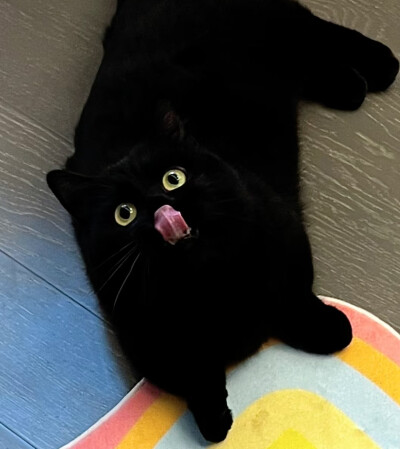 猫猫拯救世界