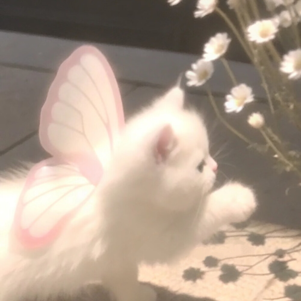 猫咪 头像