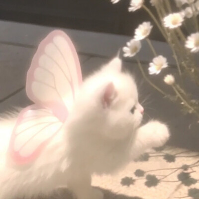 猫咪 头像