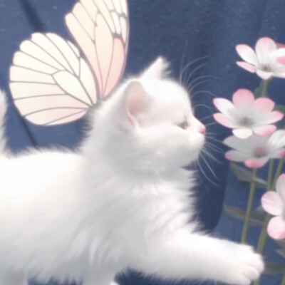猫咪 头像