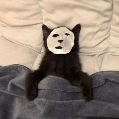 猫猫拯救世界