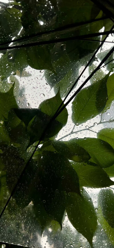 手机壁纸