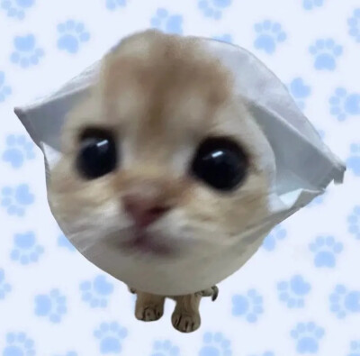 呆呆萌萌，小猫咪