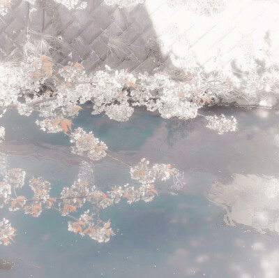  ：Bellis藏一枝铃花、垂涤下