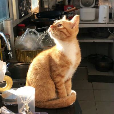 猫猫拯救世界