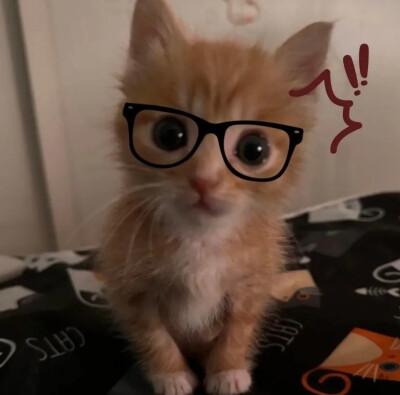 呆呆萌萌，小猫咪