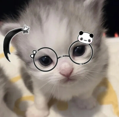 呆呆萌萌，小猫咪