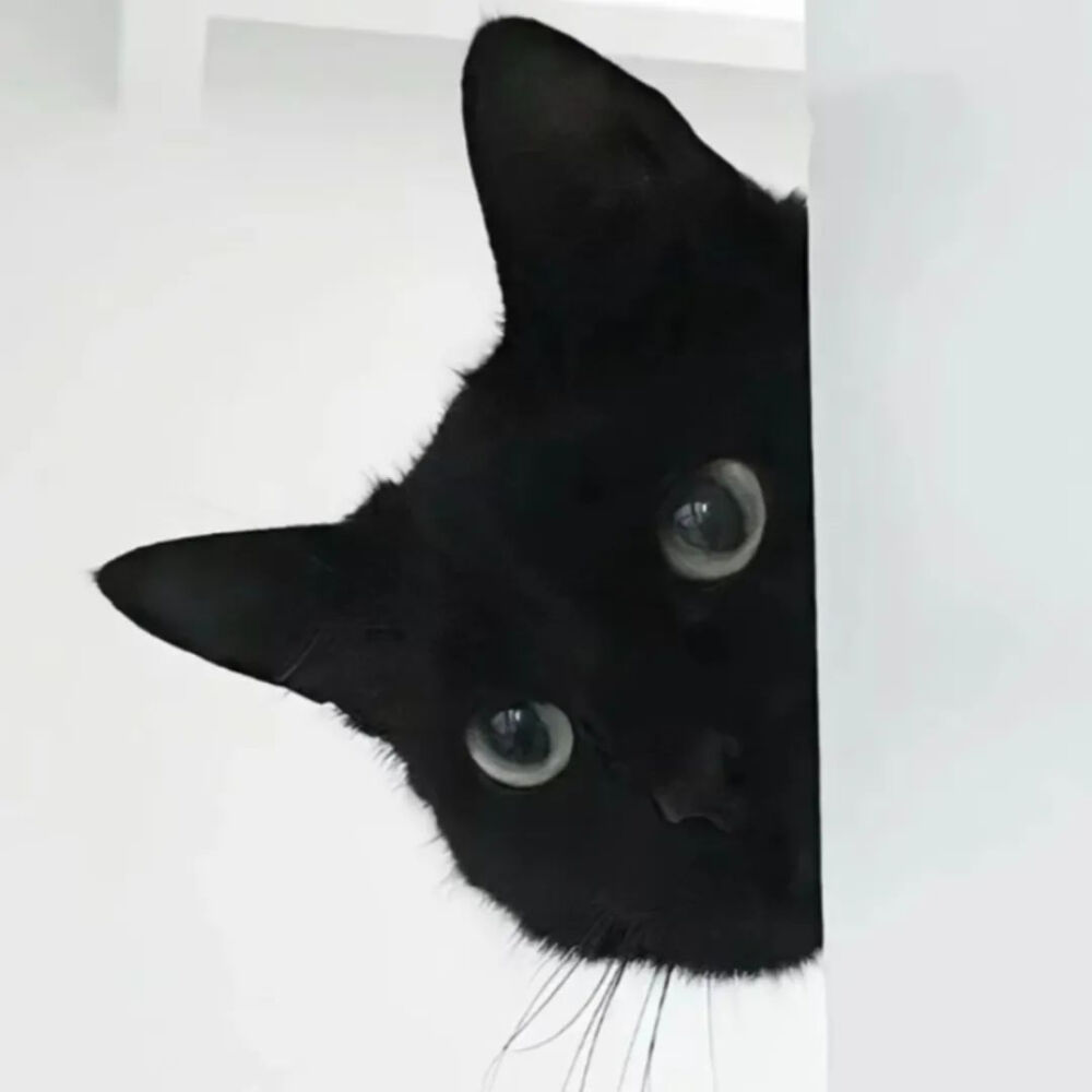 猫猫拯救世界