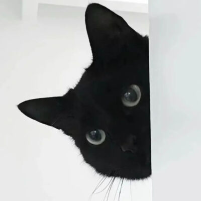 猫猫拯救世界