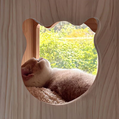 猫猫拯救世界