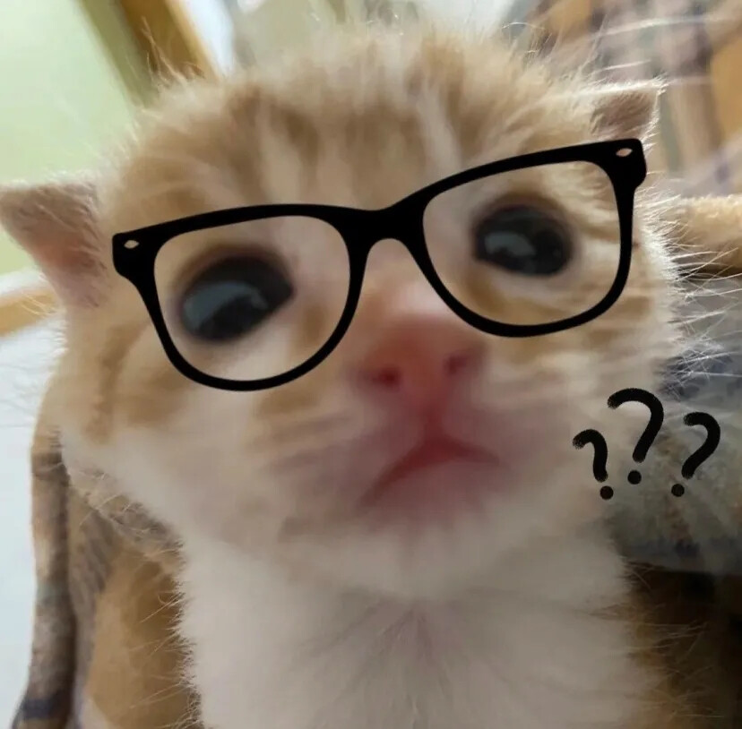 呆呆萌萌，小猫咪