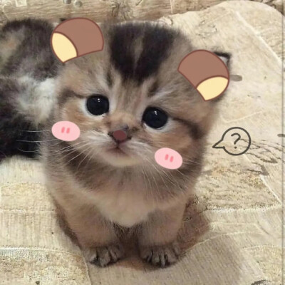 古早小猫头像