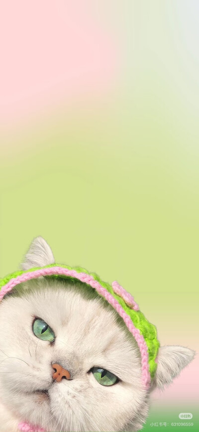 壁纸