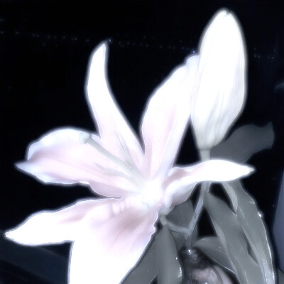 ''추운 겨울-雪芽梅子季（Spring is coming...）