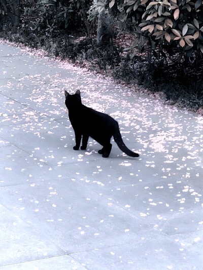 ''추운 겨울-雪芽梅子季（Spring is coming...）