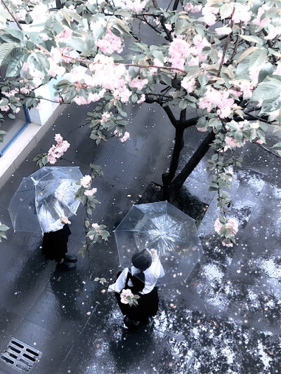 ''추운 겨울-雪芽梅子季（Spring is coming...）