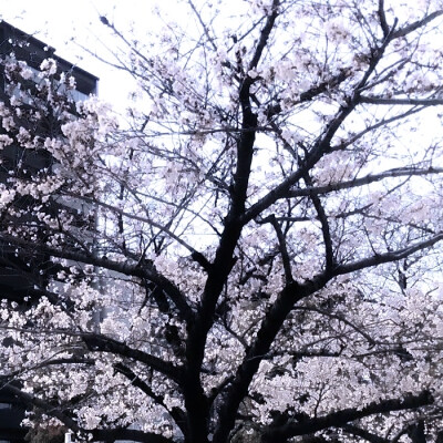 ''추운 겨울-雪芽梅子季（Spring is coming...）