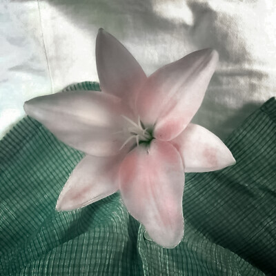  一顆潮濕的荔枝樹&Partikel