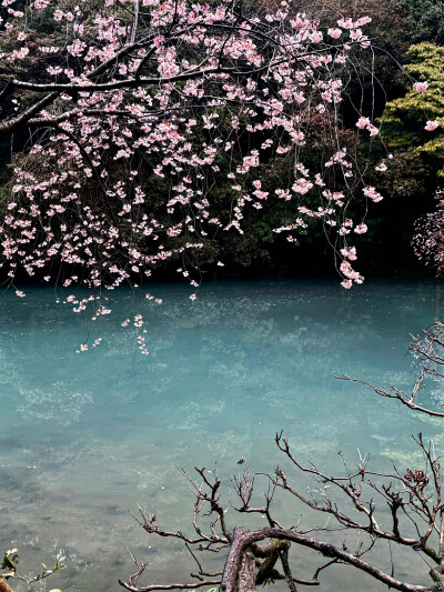 花朵背景图