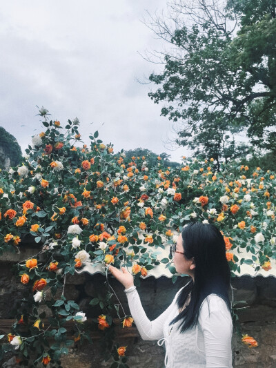 红叶柿岩-山东文旅
