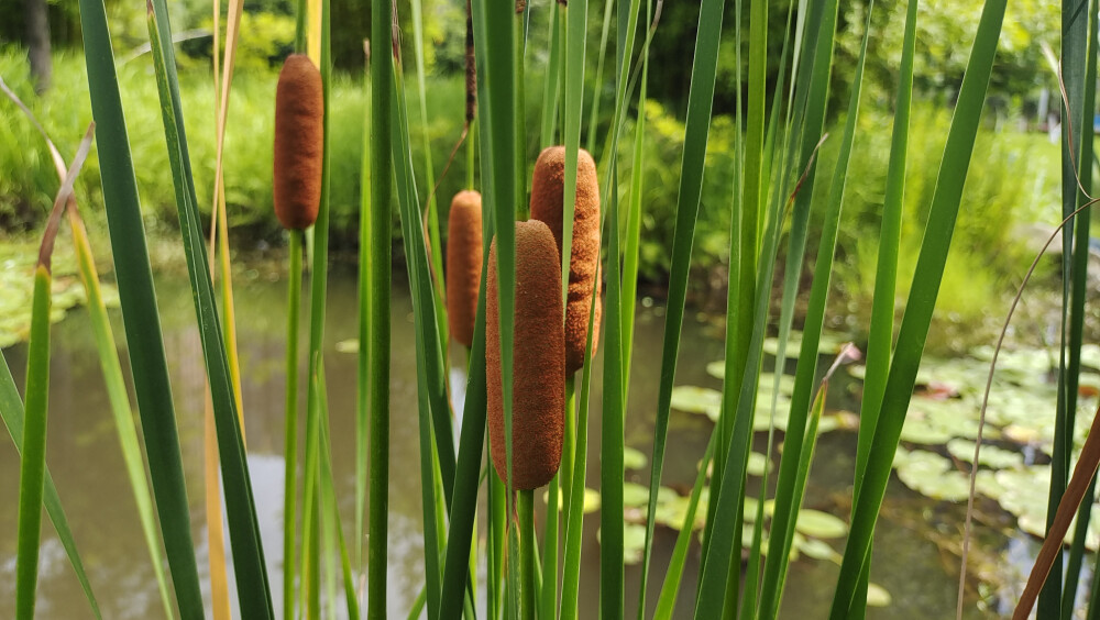 吉安城南桂竹园内观赏香蒲风景