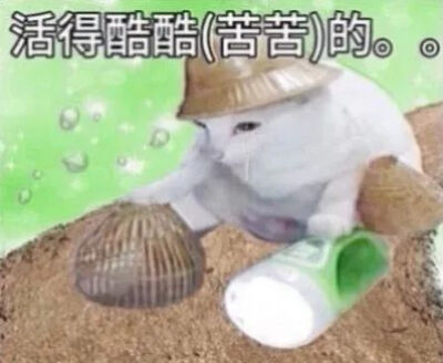 猫猫表情包