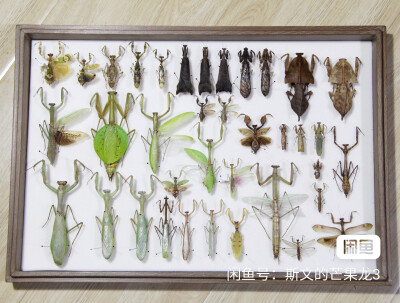 昆虫标本