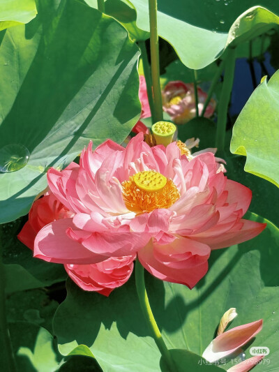 荷花