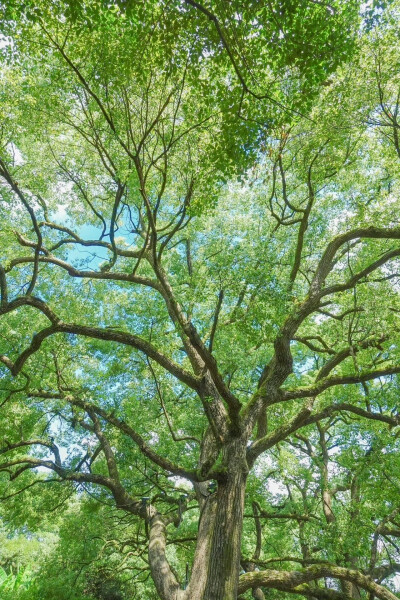绿色 树 夏日 壁纸 护眼