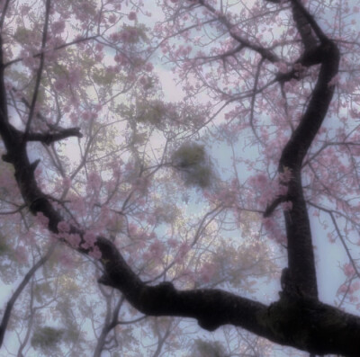 小天使傅芷颂我的 美丽…！