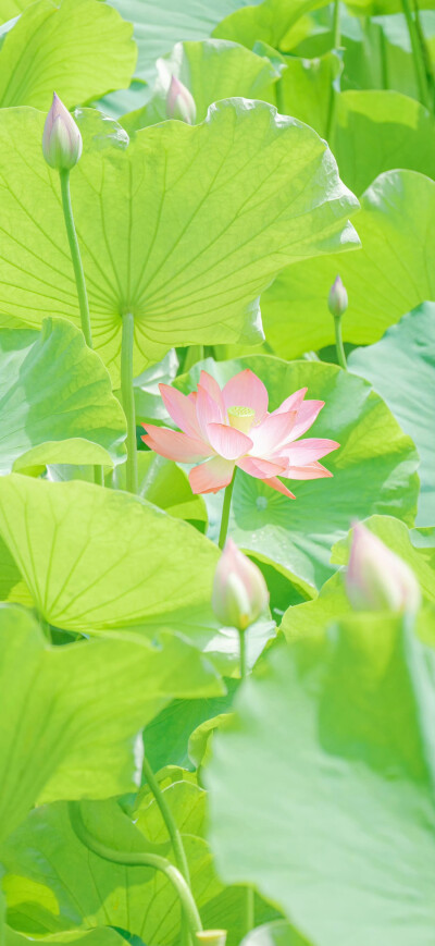 荷花