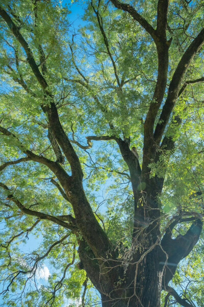 绿色 树 夏日 壁纸 护眼