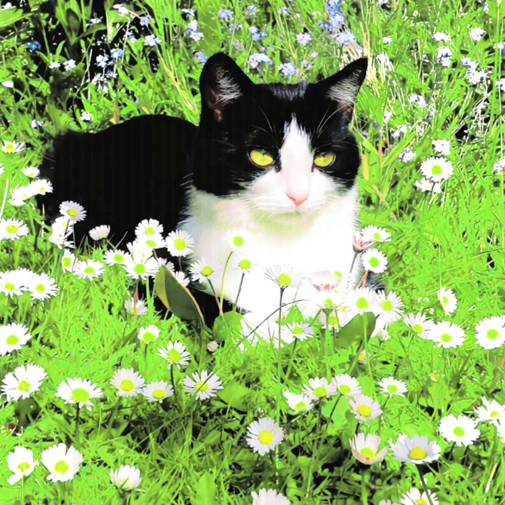 花应自由且热烈地盛放