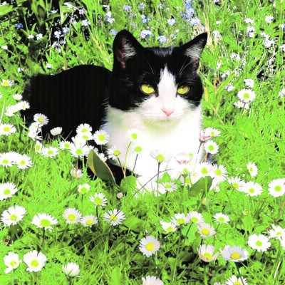 花应自由且热烈地盛放