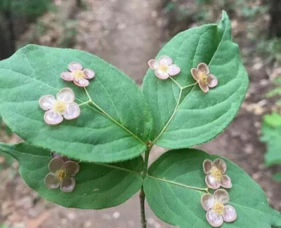 瘤枝卫矛～自己佩戴珠宝的植物。