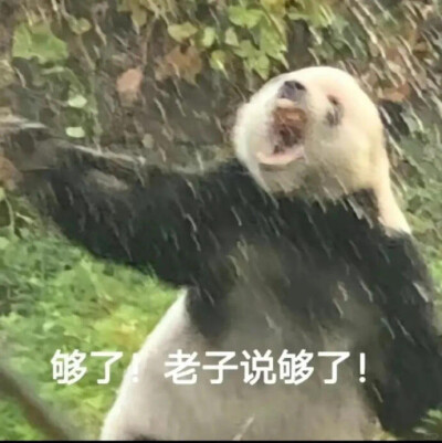 表情包