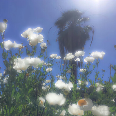 夏威夷海岸