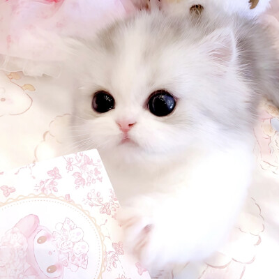 Miao