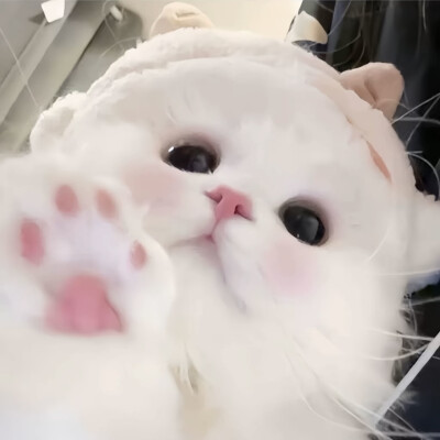 萌宠头像 dt邓春