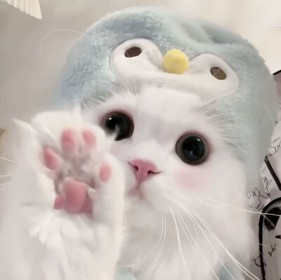 萌宠头像 dt邓春