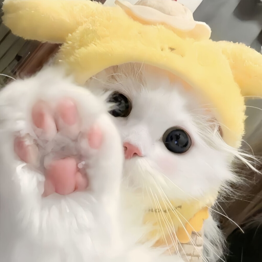 萌宠头像 dt邓春